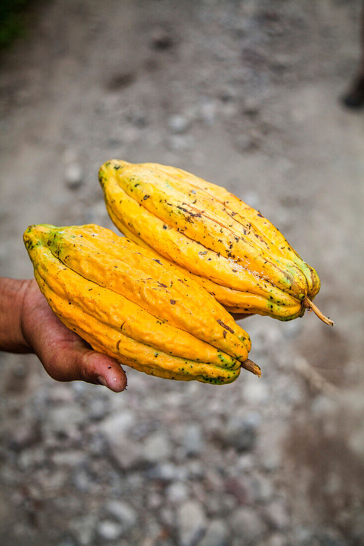 Zwei helle gelbe Kakao-Früchte, die von einer Hand über einem Schmutzboden gehalten werden.