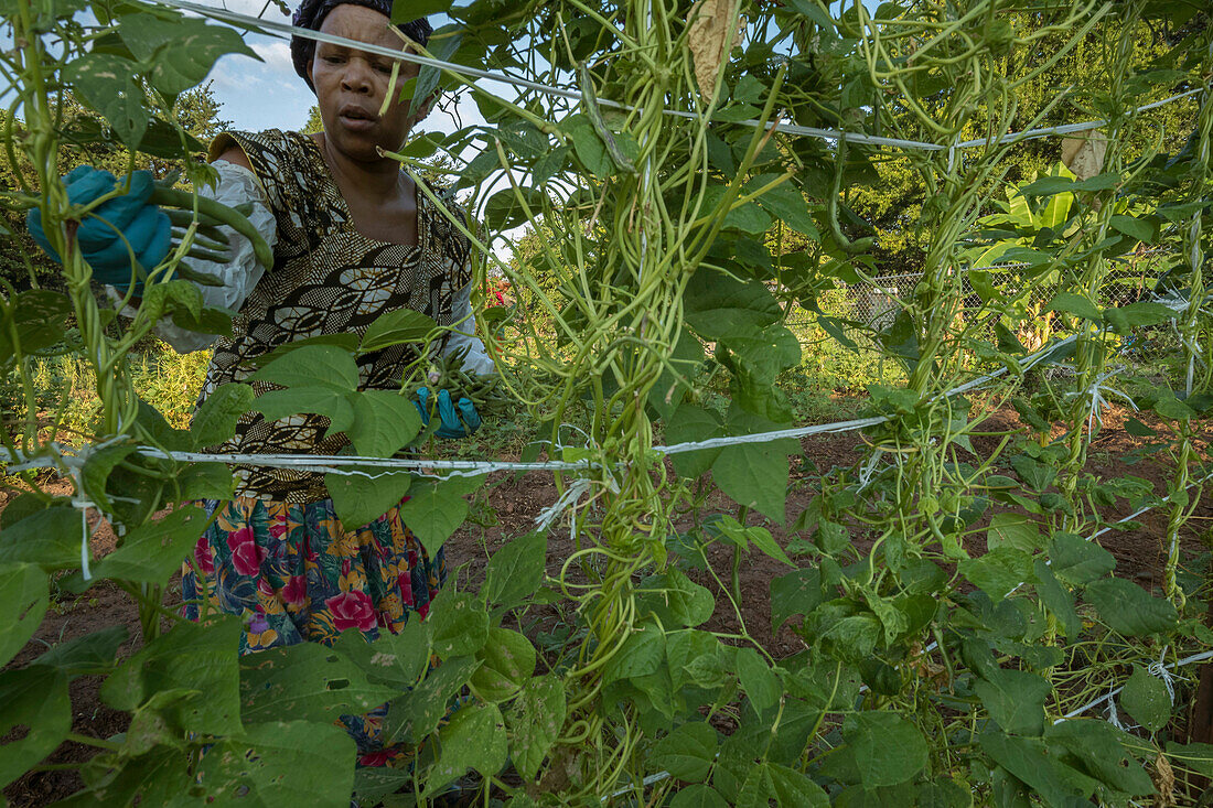 Maria Miburo harvesting beans on plot of land in Decatur, GA. They are refugees from Burundi and sell their produce through Global Growers.