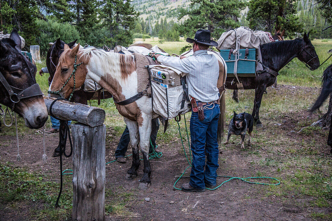 A Cowboy Outfitter Loads Gear Onto Horses In A Backcountry Mountain Camp