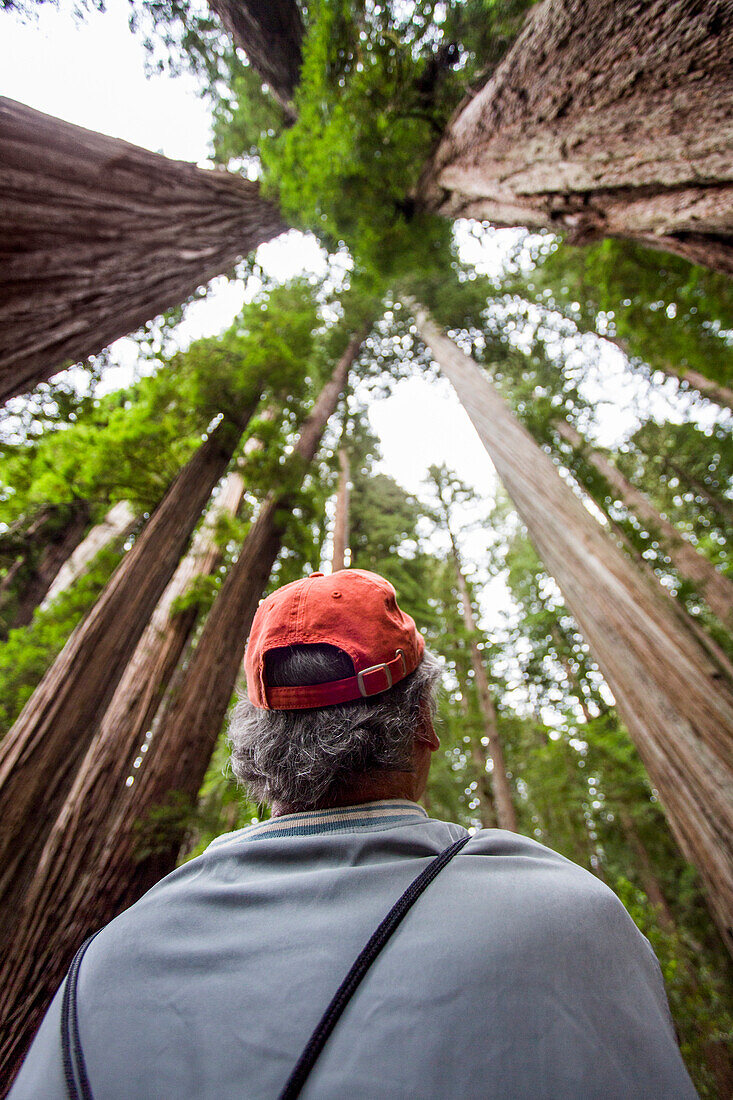 Senior Man Looking Up At Towering Trees In Redwood National Park