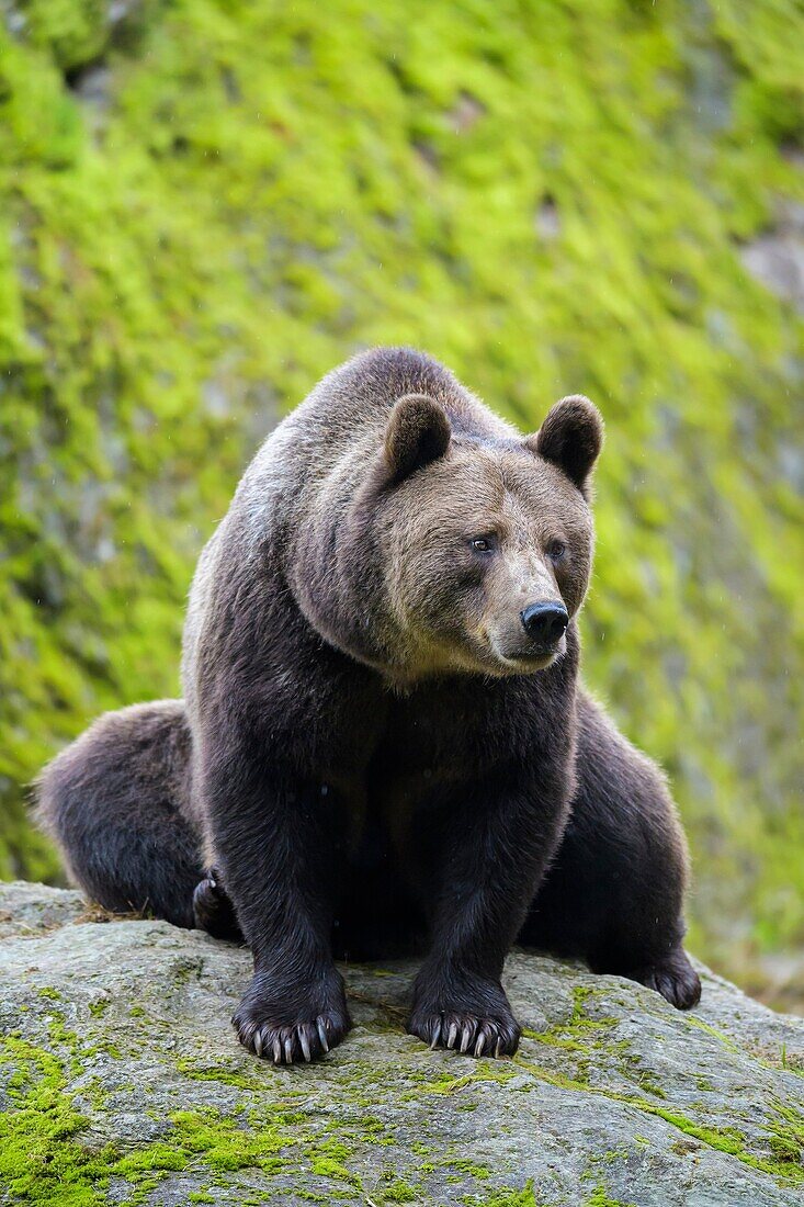 Brown Bear, Ursus arctos, Bavaria, Germany.