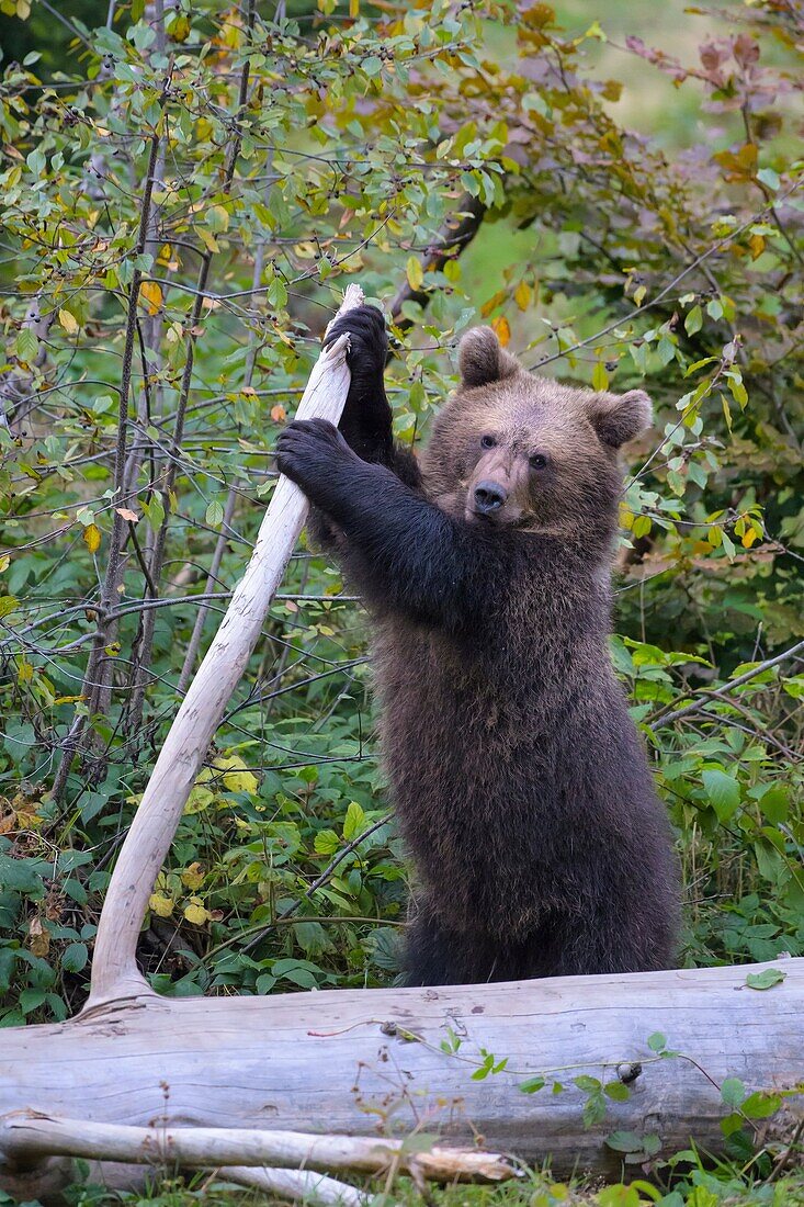 Brown Bear, Ursus arctos, Cub, Bavaria, Germany.