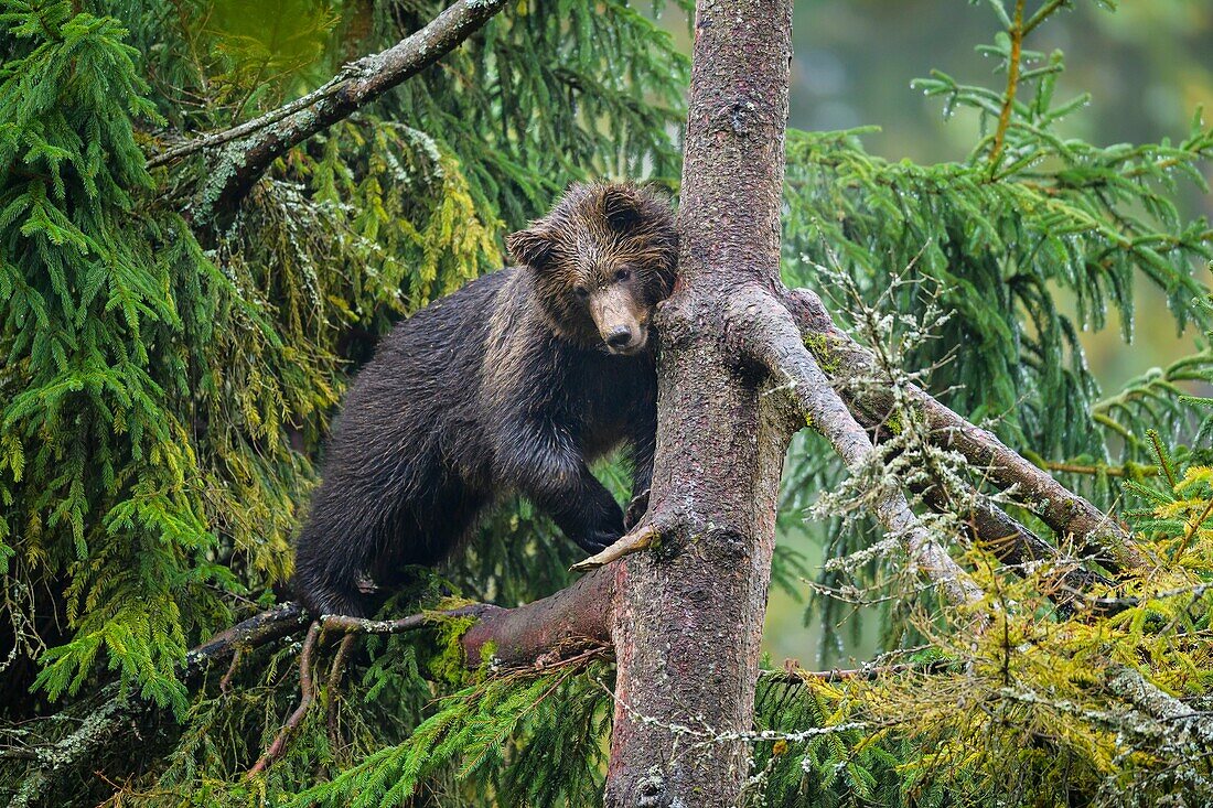 Braunbär, Ursus arctos, CUB im Baum, Bayern, Deutschland.