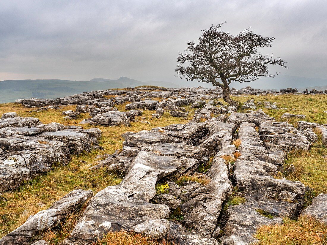 Einsamer Baum auf Kalksteinpflasterung bei Winskill-Steinen nahe Stainforth Ribblesdale Yorkshire-Dales England.