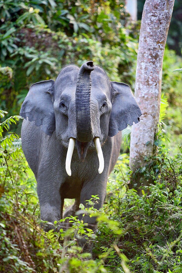 Indian Elephant (Elephas maximus indicus) Young male at Kaziranga National Park Assam India.
