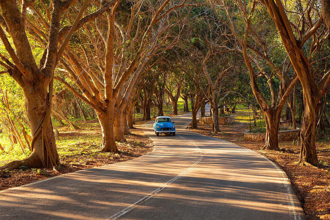 Havana, Cuba, Classic 1950's American car driving on a winding road