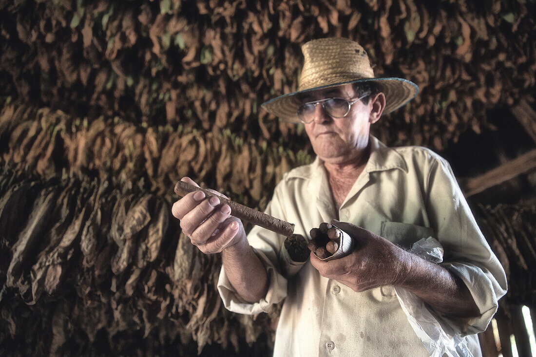 Cuba, Republic of Cuba, Central America, Caribbean Island, Havana district, Tobacco farm in Pinal dal Rio