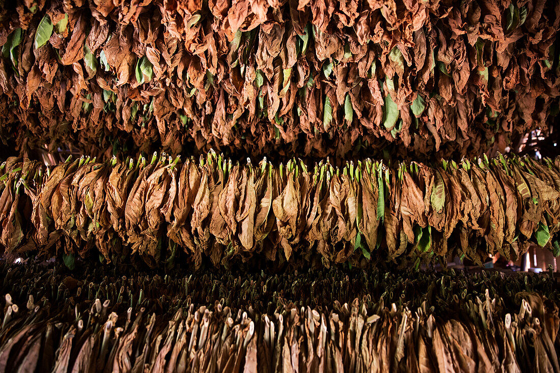 Cuba, Republic of Cuba, Central America, Caribbean Island, Havana district, Tobacco farm in Pinal dal Rio