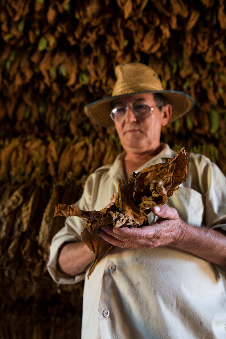 Cuba, Republic of Cuba, Central America, Caribbean Island, Havana district, Tobacco farm in Pinal dal Rio, man at work