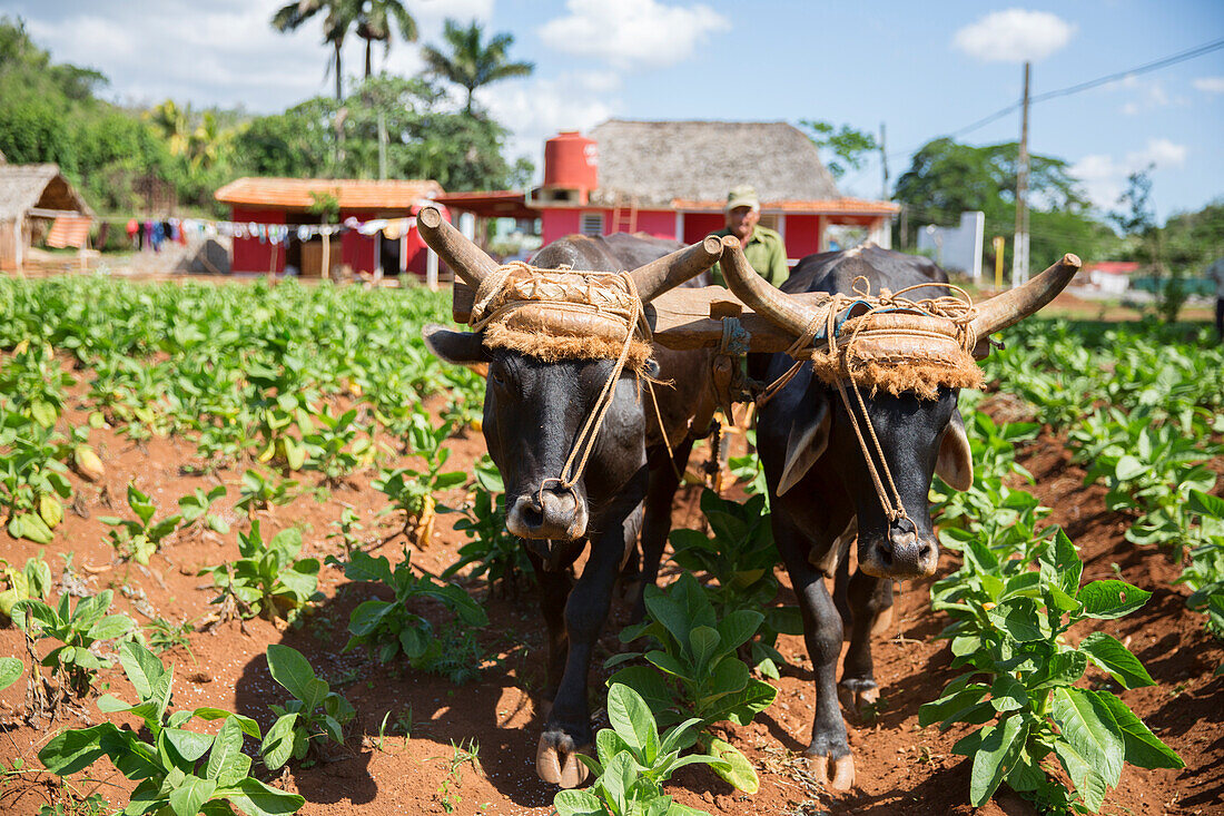 Kuba, Kuba, Mittelamerika, Karibik, Havanna, Tabakfarm in Pinal Dal Rio, Kuh, Kühe bei der Arbeit, Mann, Mann bei der Arbeit