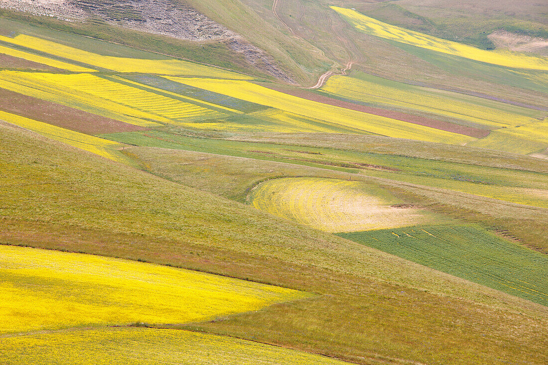 Europe,Italy,Umbria,Perugia district,Sibillini National park, Flowering of the lentil fields of Castelluccio of Norcia
