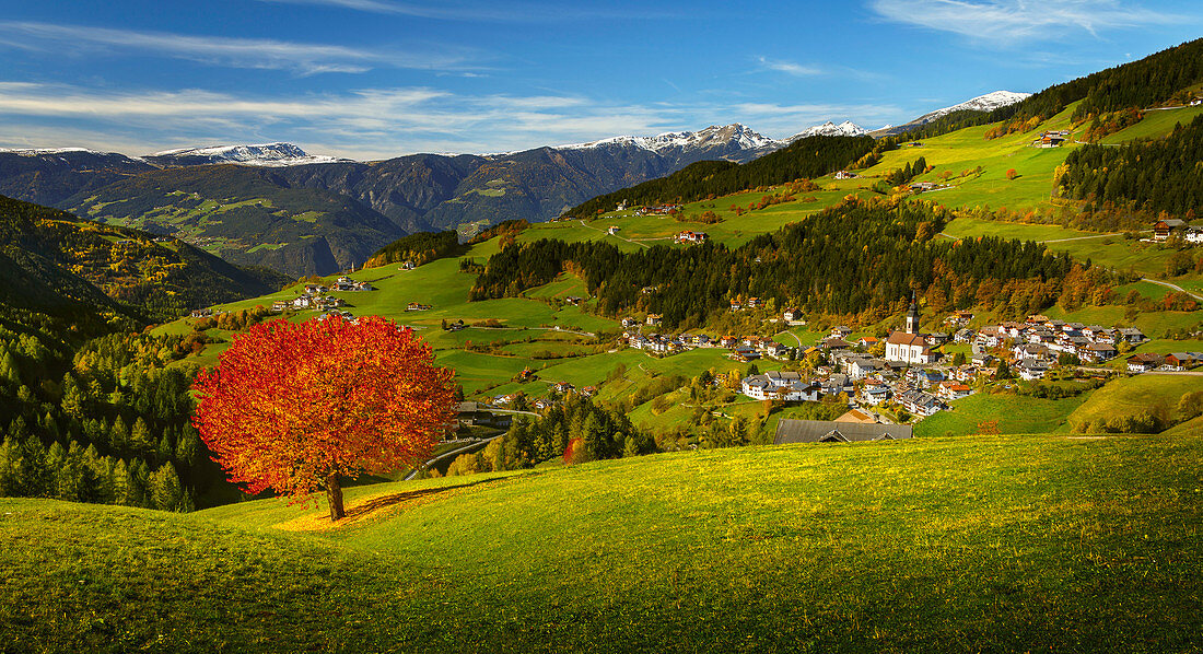 Herbst Kirschenbaum und San Pietro Dorf im Hintergrund, Funes Tal, Region Südtirol, Trentino Alto Adige, Provinz Bozen, Italien, Europa