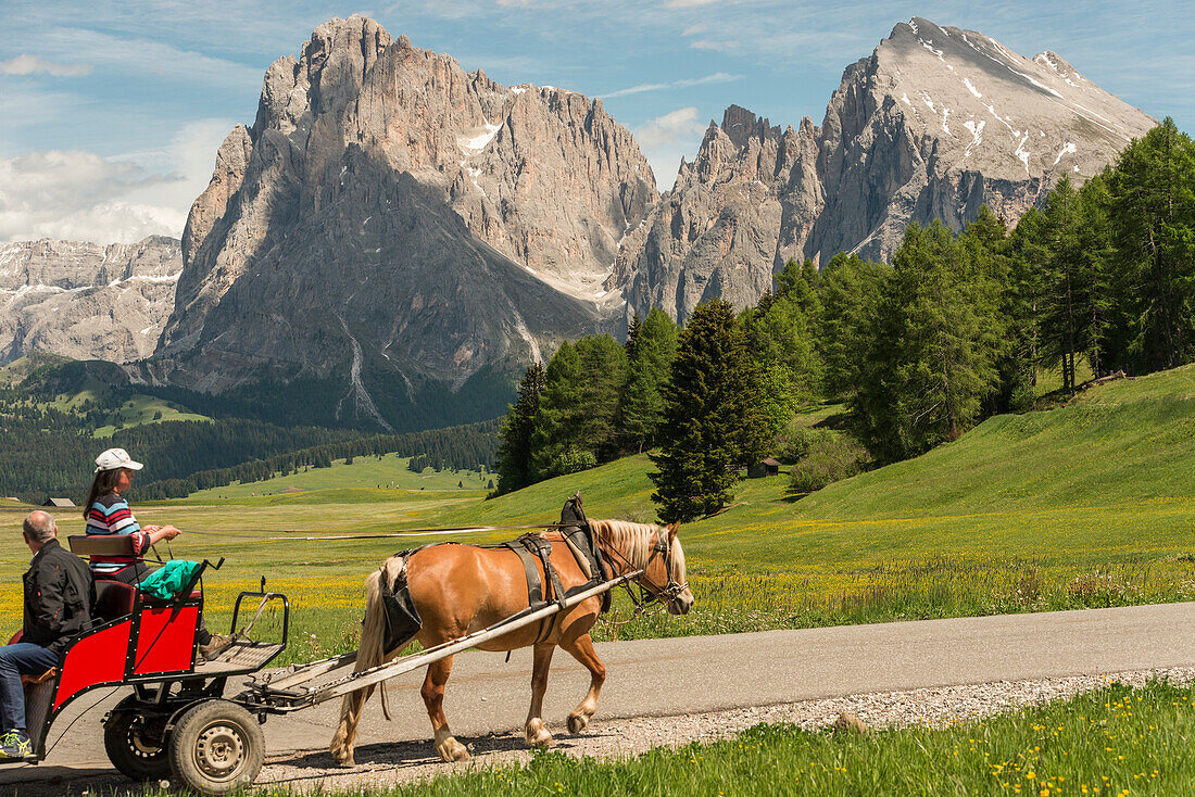 Seiser Alm, Dolomiten, Südtirol, Italien, Haflinger Pferd und Wagen auf der Seiser Alm