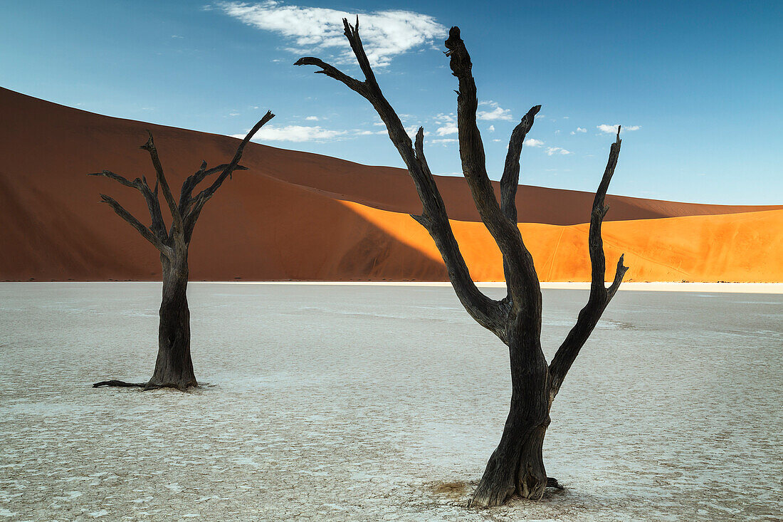 Bäume von Namibia, Namib-Naukluft-Nationalpark, Namibia, Afrika