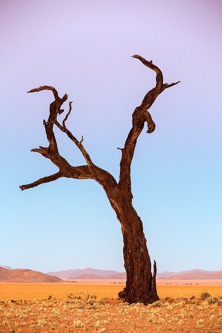 tree in karas region, karas region, namibia, africa