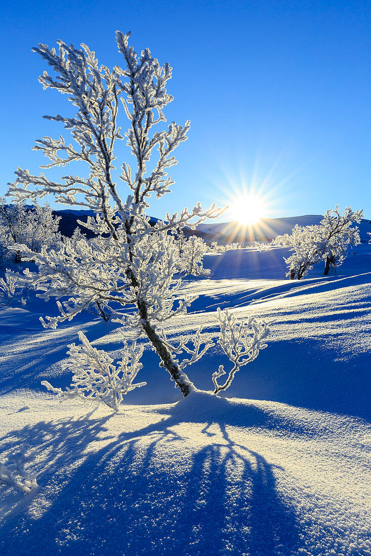 Vegetation mit Frost bedeckt in einem wilden Gebiet des schwedischen Lappland, Riskgransen, Norbottens Ian, Lappland, Schweden, Europa