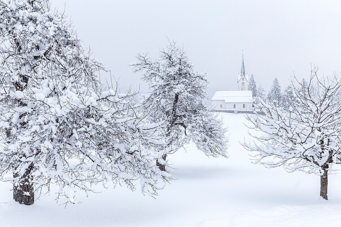 Church of Versam among the snow-laden trees, Versam, Safiental, Surselva, Graubunden, Switzerland, Europe