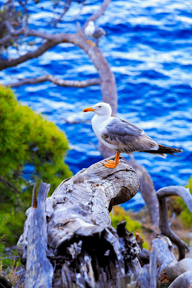 Seagulls on the coast of San Domino Island, Tremiti Islands, Foggia, Puglia, Italy