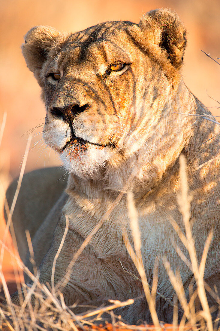 Wild lioness portrait, Kalahari desert, Namibia, Africa