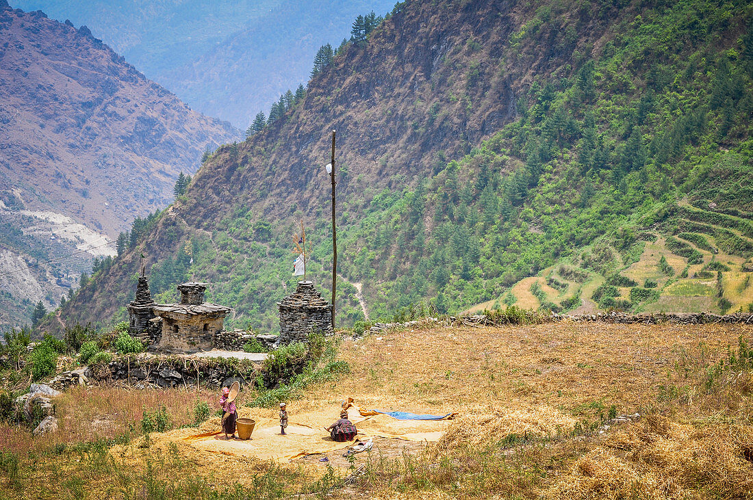 Working in the fields,Rasuwa district, Bagmati region,Nepal,Asia