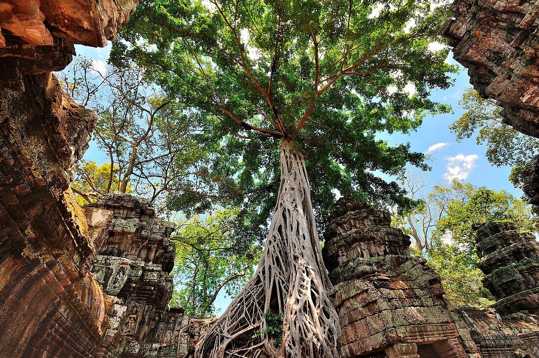 Cambodia, Siem Reap, Ta Prohm temple ruins