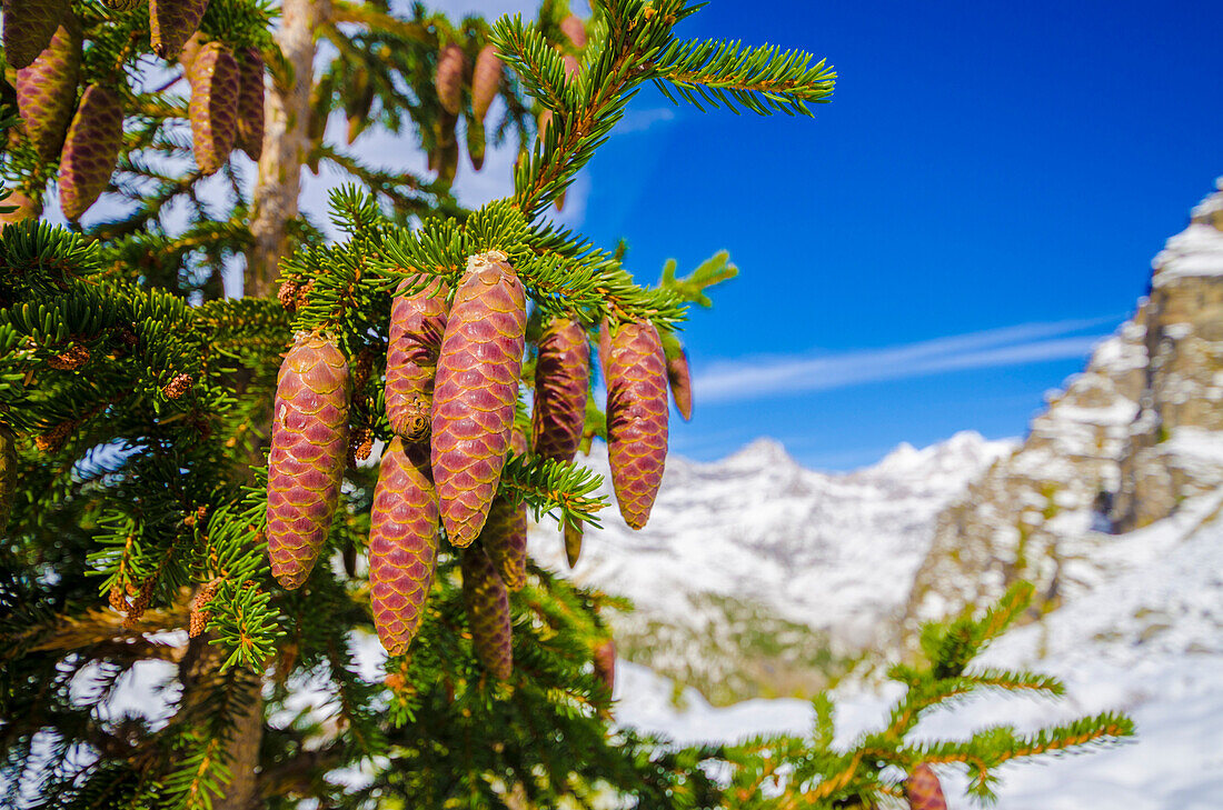 Pinecones of a spruce, in autumn (Orco valley, Gran Paradiso National Park, Piedmont, Italy, Italian alps)