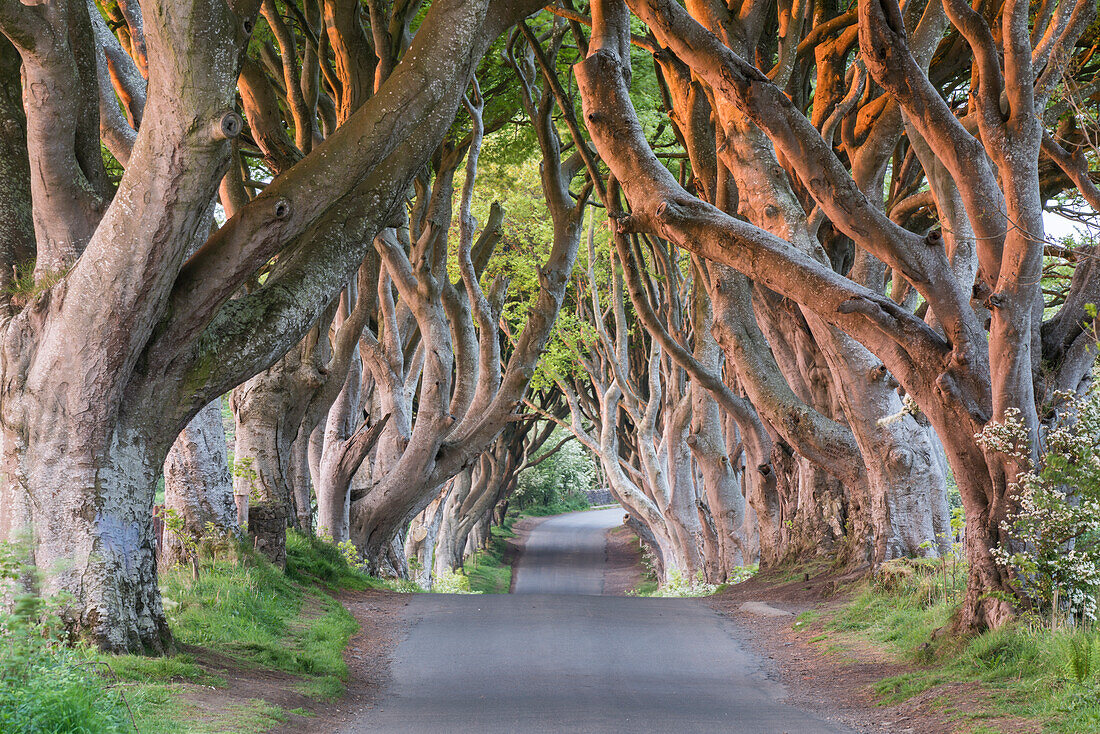 Dark Hedges near Stanocum, County Antrim, Northern Ireland, UK