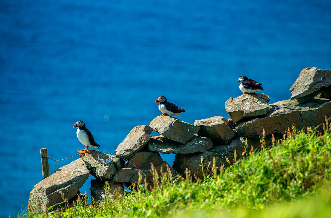 Atlantic Puffins, Mykines island, Faroe Islands, Denmark