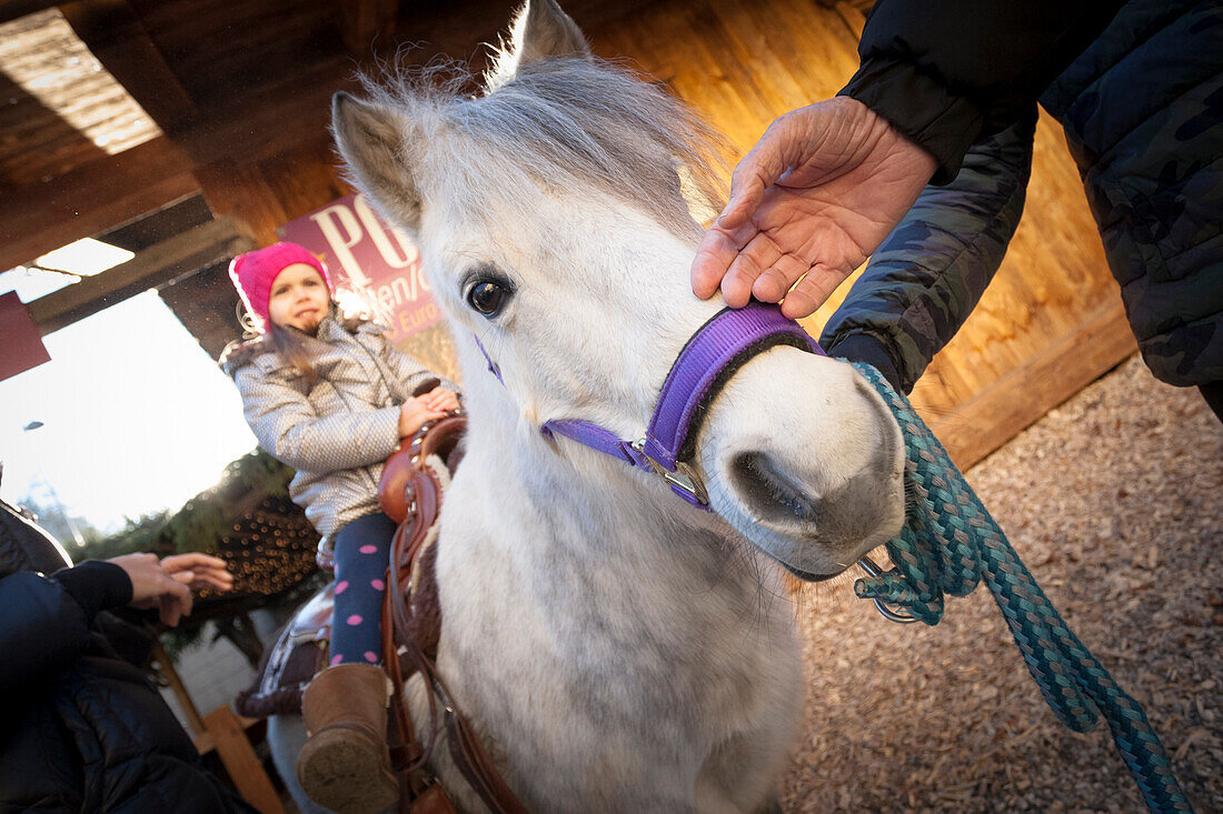 eine Nahaufnahme von einem Pony mit einem Kind auf dem Weihnachtsmarkt sitzen, Stadt Bruneck, Provinz Bozen, Südtirol, Trentino Alto Adige, Italien, Europa