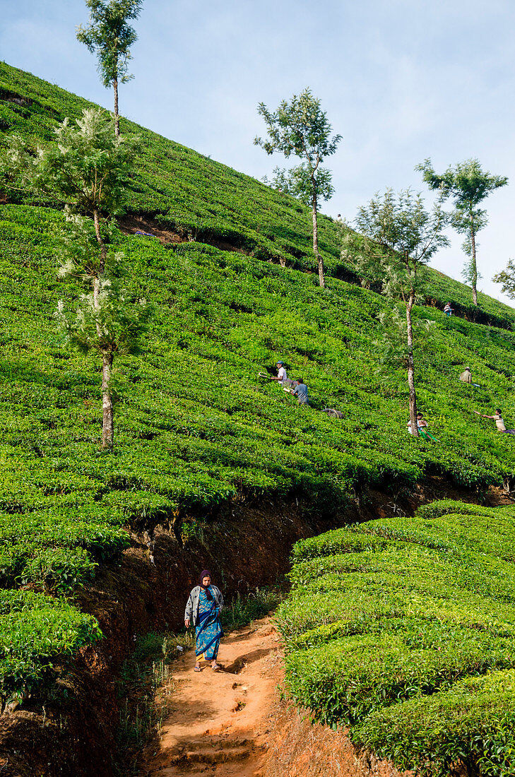 Munnar, Kerala, Indien Teepflücker, die in den Plantagen