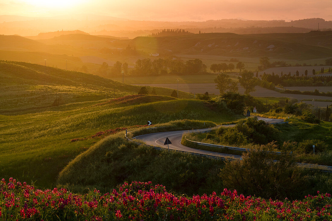 Sonnenuntergang über einem Blumenfeld in der Landschaft um Siena, in der Nähe von Asciano, Val d'Orcia, Toskana, Italien