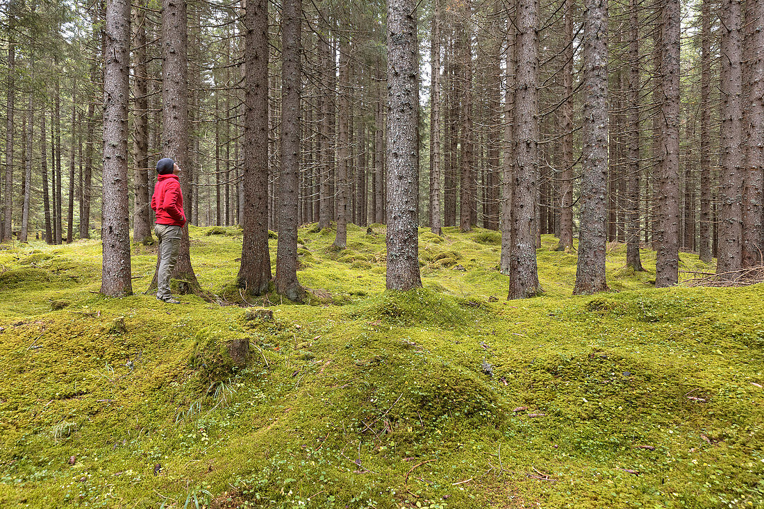 Europe, Italy, Trentino, Predazzo, Man looking the fir trees in the forest of paneveggio, Dolomites