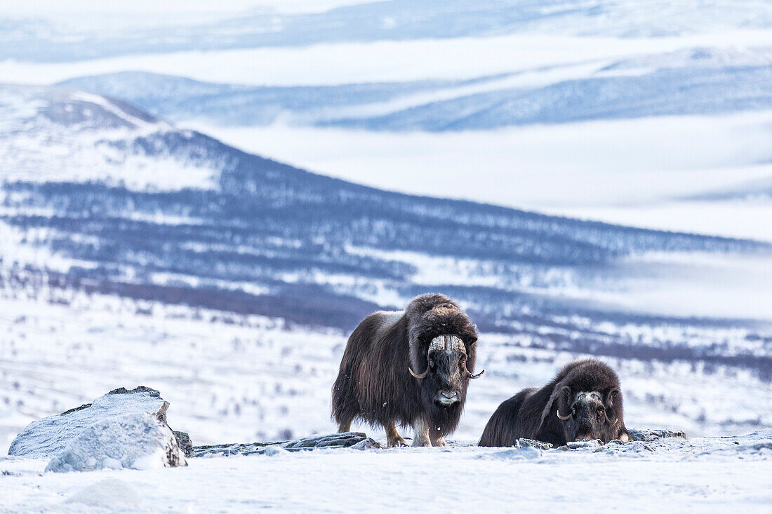 Nationalpark Dovrefjell, Oppdal, Norwegen