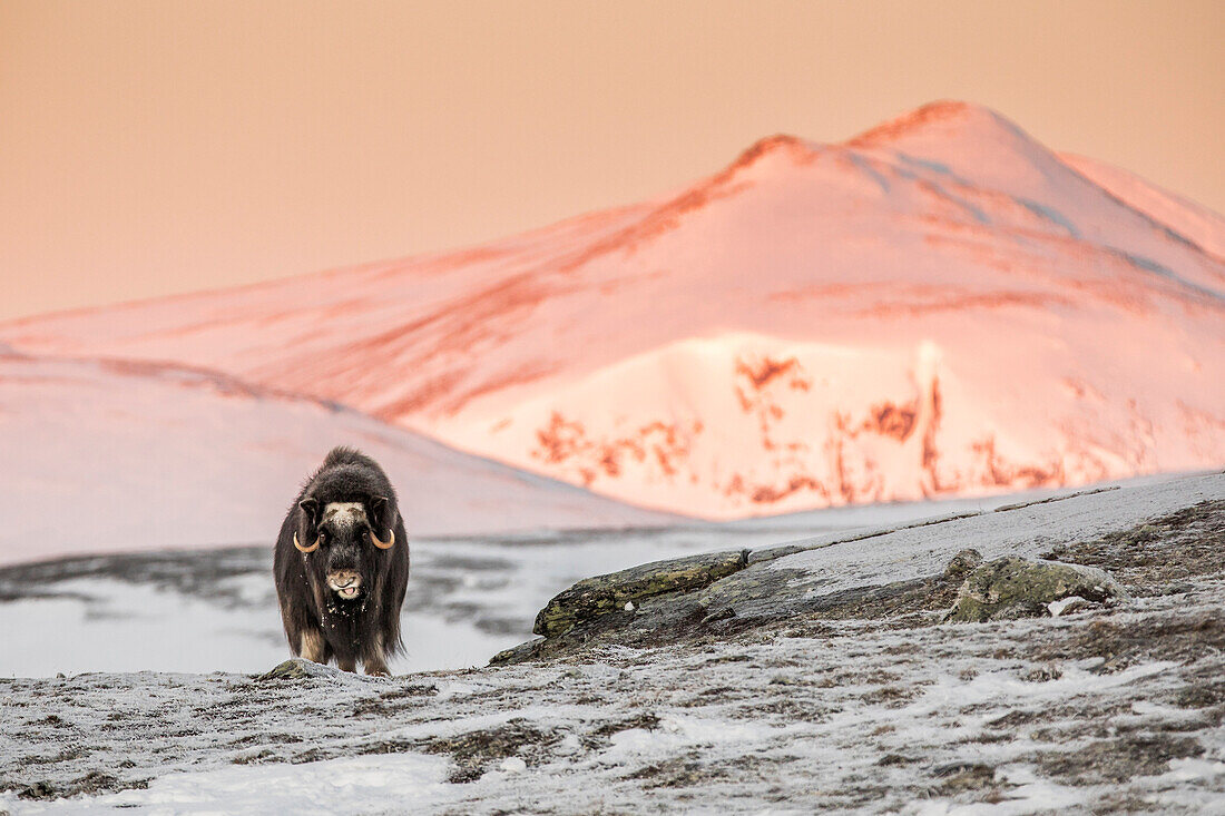 Dovrefjell National Park, Oppdal, Norway