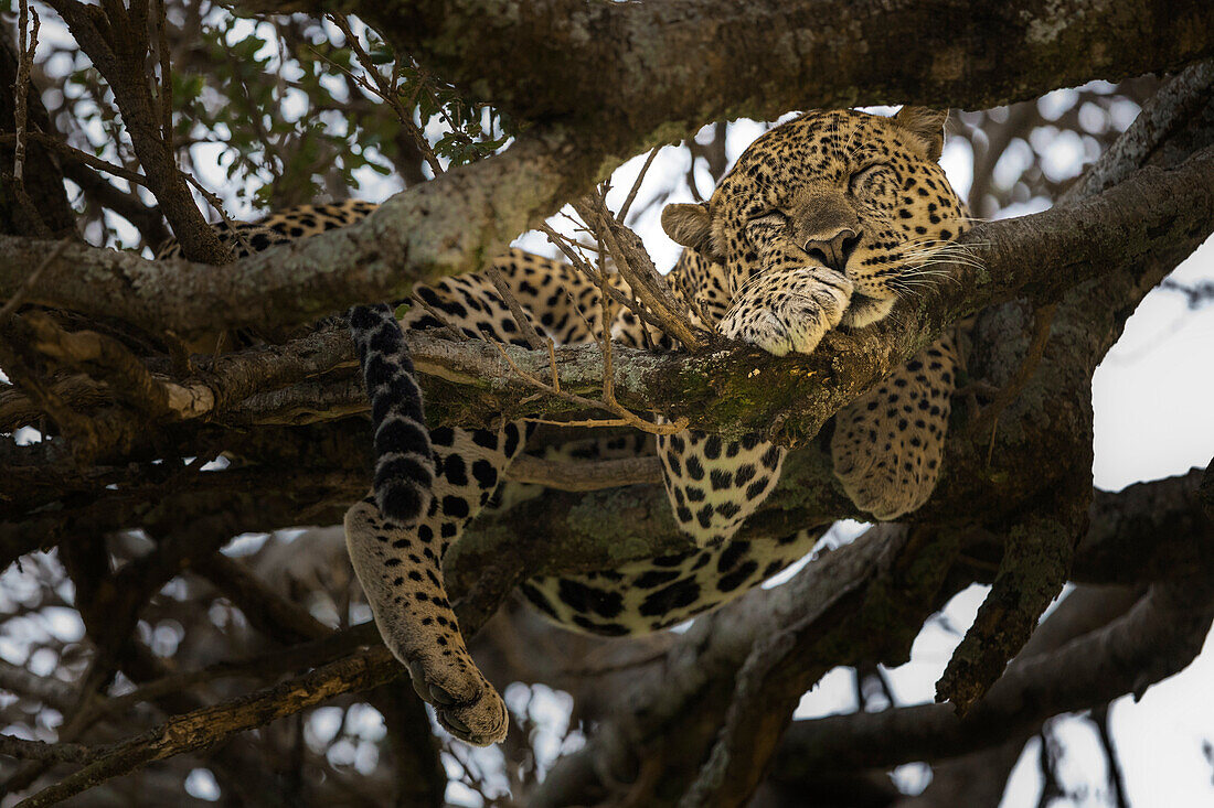 Leopard in the Masaimara