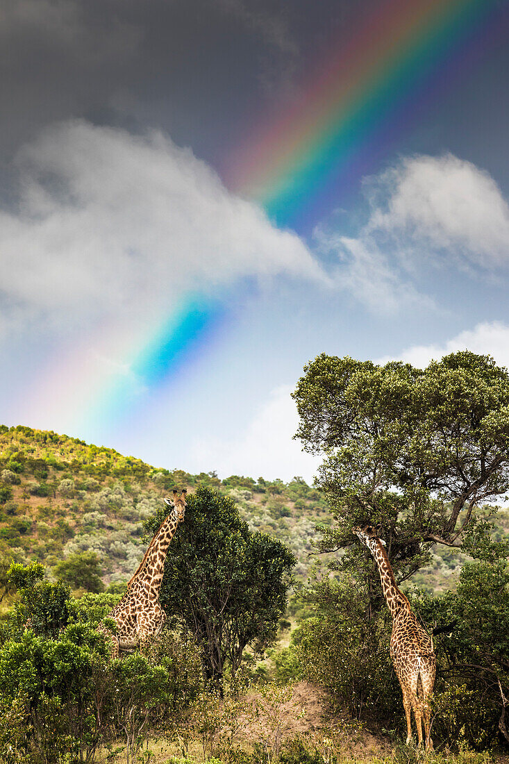 Giraffe im Masai Mara Game Reserve, Kenia