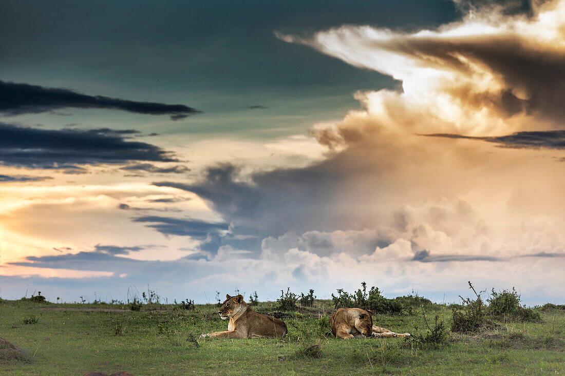 Löwin im Masaimara bei Sonnenuntergang