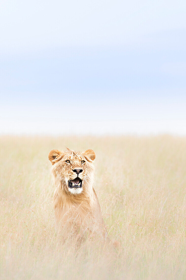 Männlicher Löwe in der Masai Mara