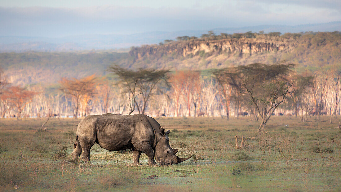 Weißes Nashorn im Lake Nakuru National Park