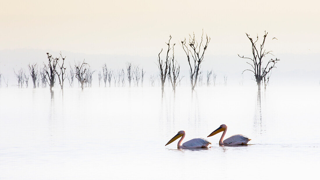 Pelicans in Lake Nakuru, Rift Valley, Kenya