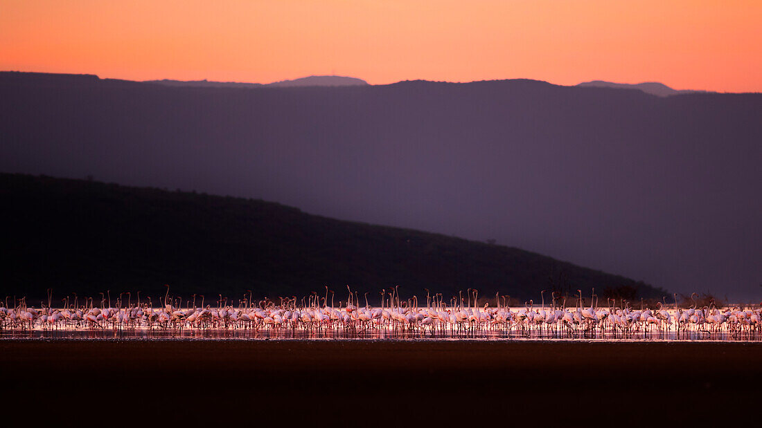 Flamingos in Lake Bogoria, Kenya