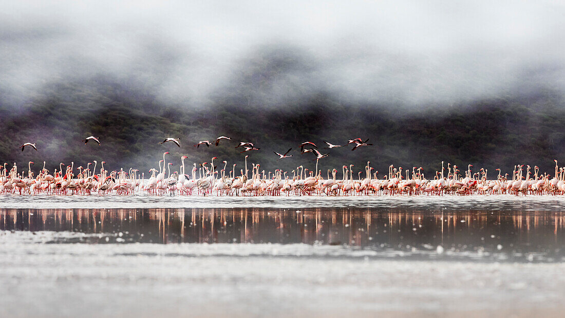 Flamingos im See Bogoria, Kenia