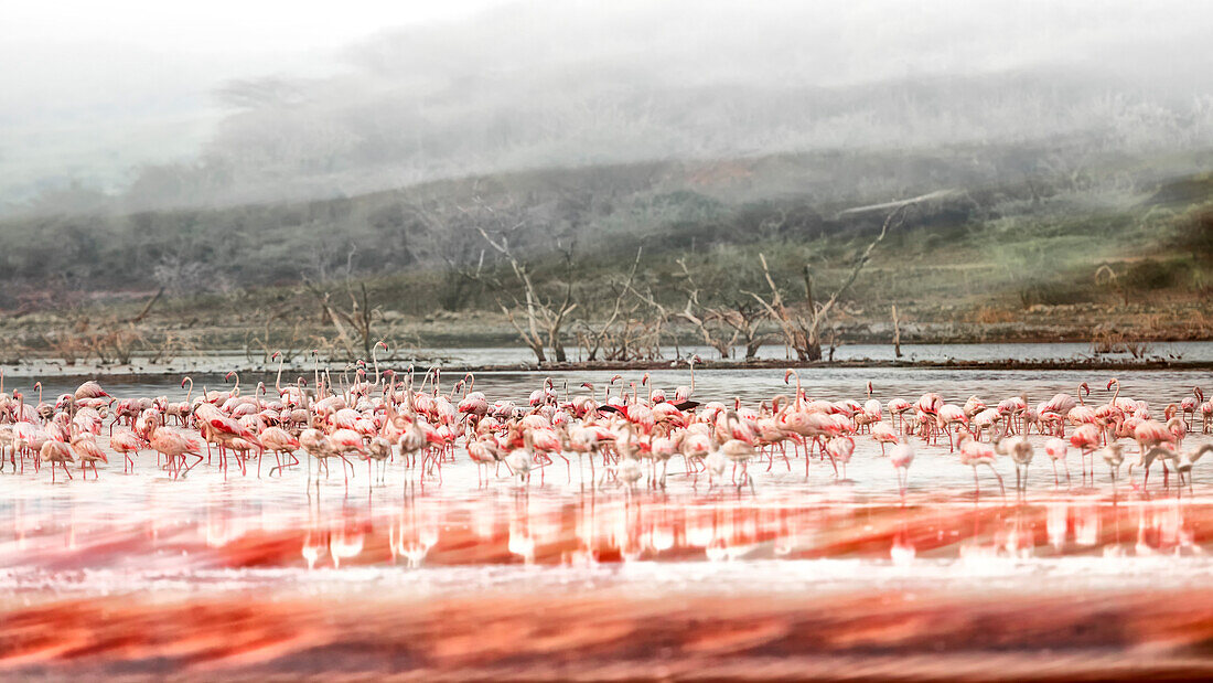 Flamingos im See Bogoria, Kenia
