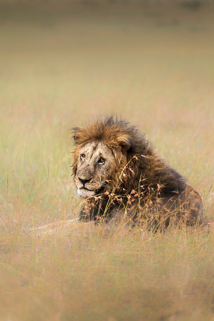 Lion in the Masai Mara grassland