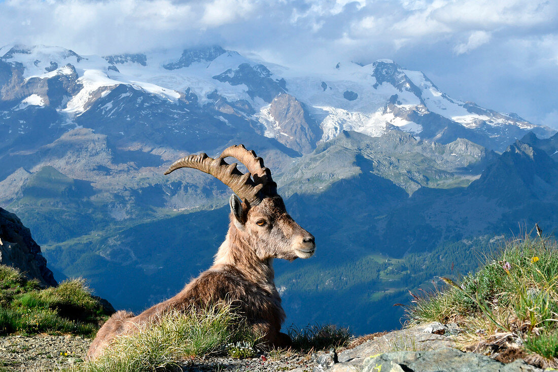 ibex sitting,ayas valley, Aosta Valley, Italy
