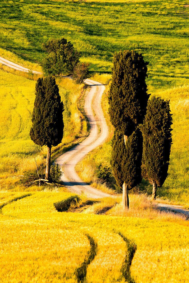 Rolling Hills in Orcia valley, Tuscany district, Siena province, Italy, Europe
