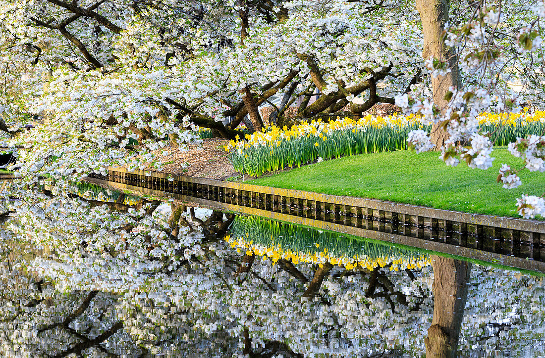 Weißer Kirschbaum und Blumen werden in einem Teich reflektiert Keukenhof Botanischer Garten Lisse Südholland Niederlande Europa
