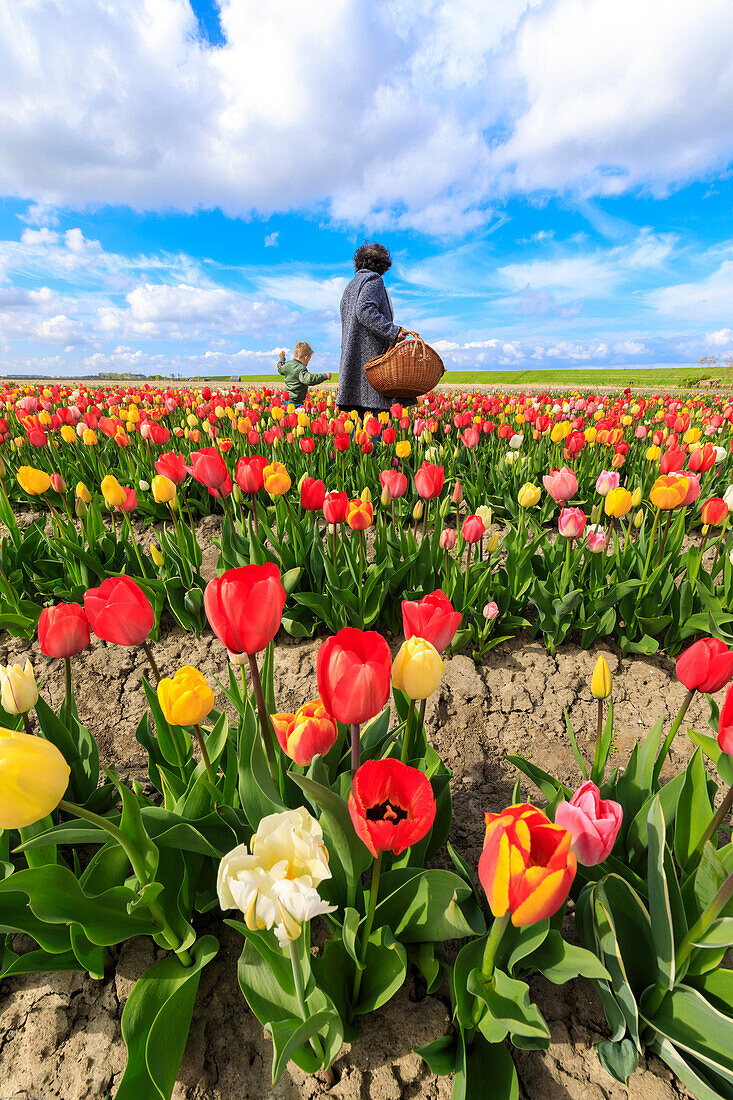Die Menschen bewundern die bunten Tulpen in Feldern Yerseke Reimerswaal Provinz Zeeland Holland Niederlande Europa