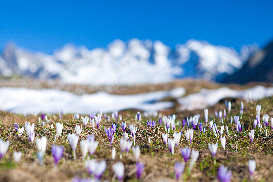 Close up of blooming Crocus framed by snowy peaks Alpe Granda Sondrio province Masino Valley Valtellina Lombardy Italy Europe