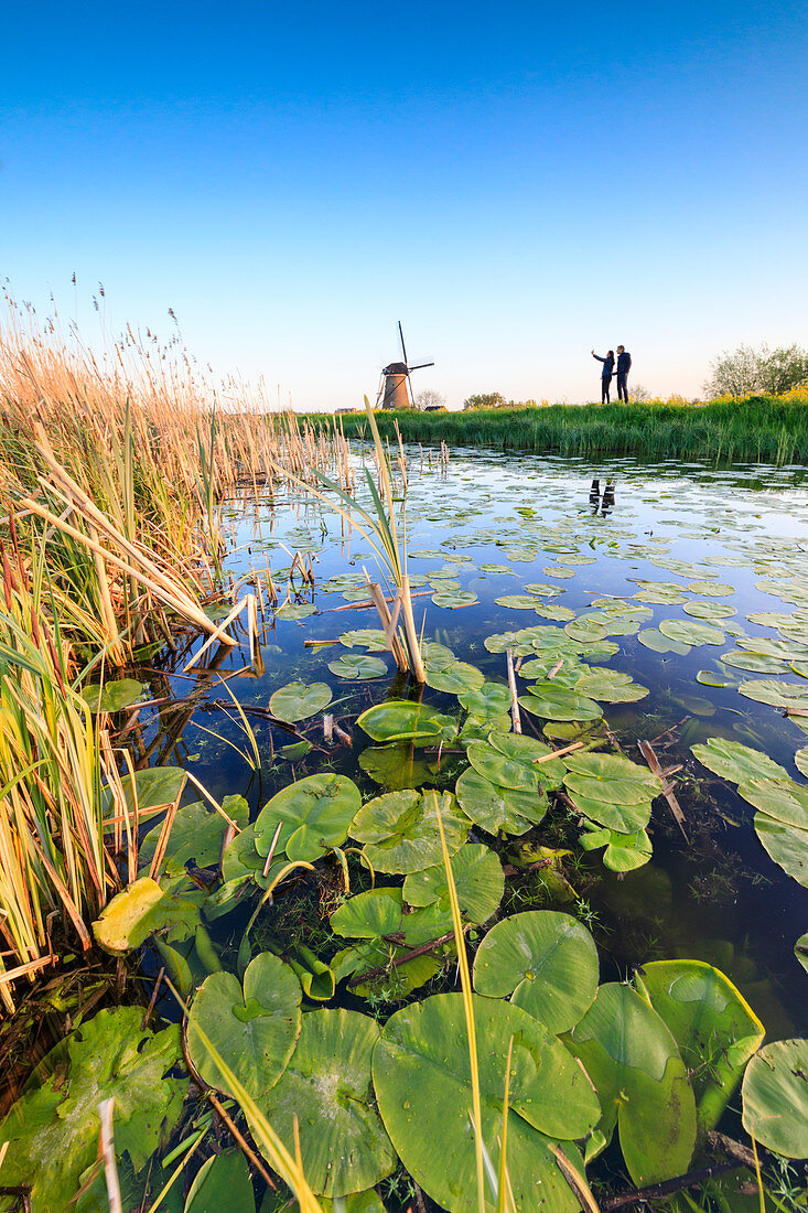 Menschen bewundern Windmühlen im Kanal reflektiert von schwimmenden Blättern eingerahmt Kinderdijk Molenwaard Südholland Niederlande Europa